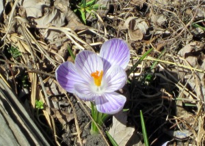 a flowering Crocus Vernus in spring
