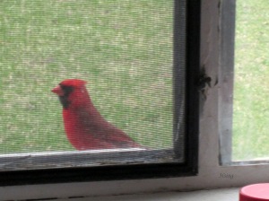 Cardinal friend