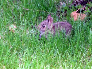 baby rabbit May 4