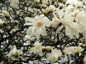 星花木蘭 Magnolia Stellata