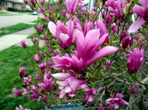 紫玉蘭花 Magnolia Liliiflora flower