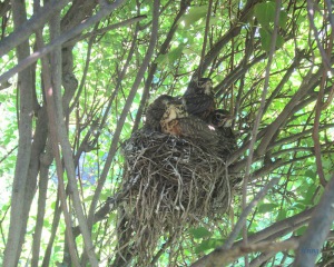 hatched young robins