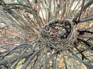 empty bird's nest in winter
