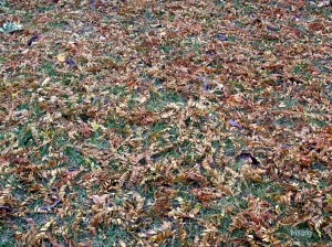 Honey Locust leaves after snow melted