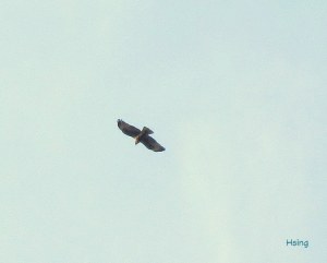 Red-tailed Hawk gliding
