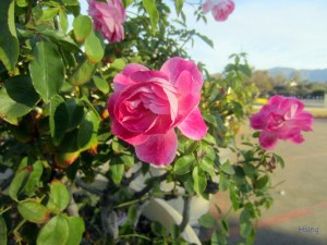 Roses on Rose Bowl Drive