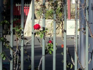 Roses on Rose Bowl Stadium fence