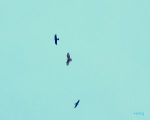 Crows harass Hawk