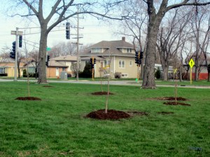 Niles West Varsity athletes  planted trees 5