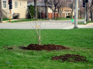 Niles West Varsity athletes  planted trees 6