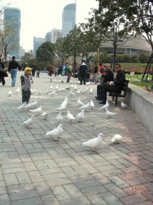 上海博物館前鴿子